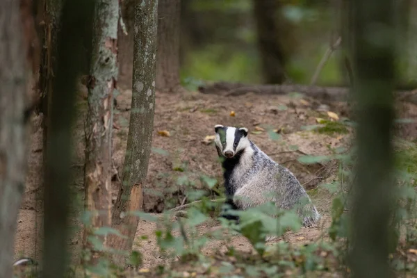 European Badger(Meles meles) in fall next to his burrow, Bialowieza forest, Poland, Europe