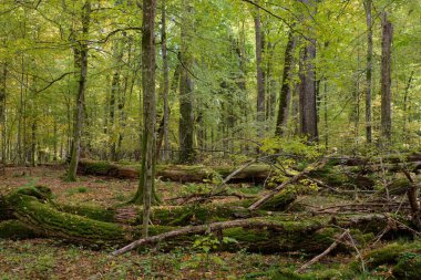 Bialowieza Ormanı, Polonya ve Avrupa 'da sonbahar aylarında yaprakları dökülen ağaçlar.