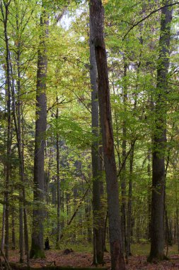 Sonbaharda korna ve meşe ağaçlarıyla enkaz tezgahı, Bialowieza Ormanı, Polonya, Avrupa