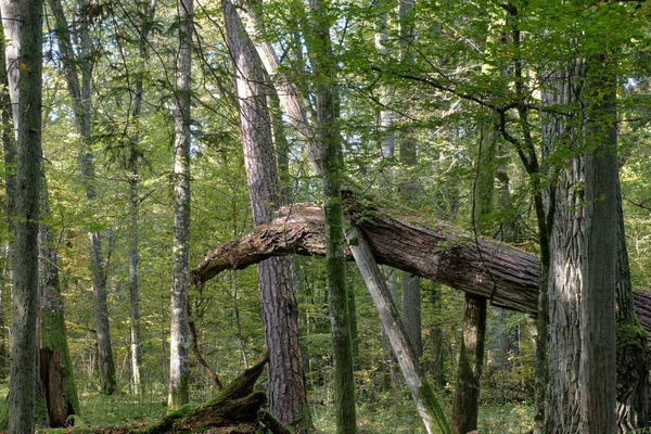 Autumnal Deciduous Primeval Stand Old Broken Oak Tree Background Bialowieza — Stock Photo, Image