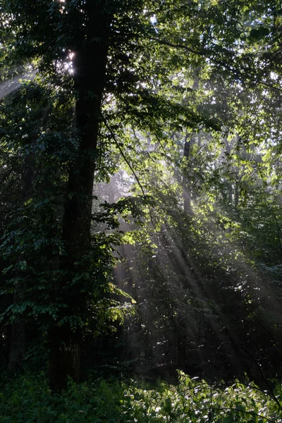 Early Morning Sun Shining Hornbeam Branches Foggy Forest Bialowieza Forest — Stock Photo, Image