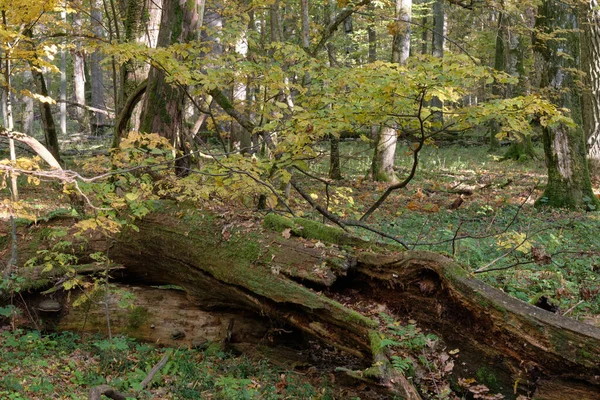 Leżące Jesienią Stare Martwe Drzewo Wśród Młodych Liściastych Rogów Częściowo — Zdjęcie stockowe