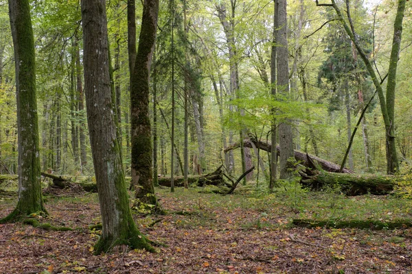秋には角梁とオークのある落葉性のスタンド Bialoweiza森林 ポーランド ヨーロッパ — ストック写真