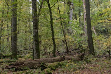 Sonbaharda korna ve meşe ağaçlarıyla enkaz tezgahı, Bialowieza Ormanı, Polonya, Avrupa