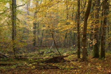 Gündoğumu ışığında uzanan boynuzlu kiriş ağaçları ve kırık takviyeler, Bialowieza Ormanı, Polonya, Avrupa