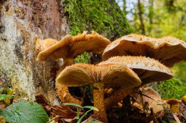 Yosun kaplı boynuz direği kütüğüne karşı mantarlar, Bialowieza Ormanı, Polonya, Avrupa