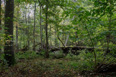 Arka planda kırık meşe ağacı, Bialowieza Ormanı, Polonya ve Avrupa 'nın bulunduğu sonbahar yaprak döken ilkel standı