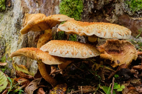 Inedible Mushrooms Moss Covered Hornbeam Log Bialowieza Forest Poland Europe — Stock Photo, Image