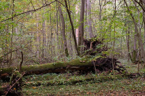 Őszi Lombhullató Őszi Állvány Régi Törött Tölgyfával Háttérben Bialowieza Erdő — Stock Fotó