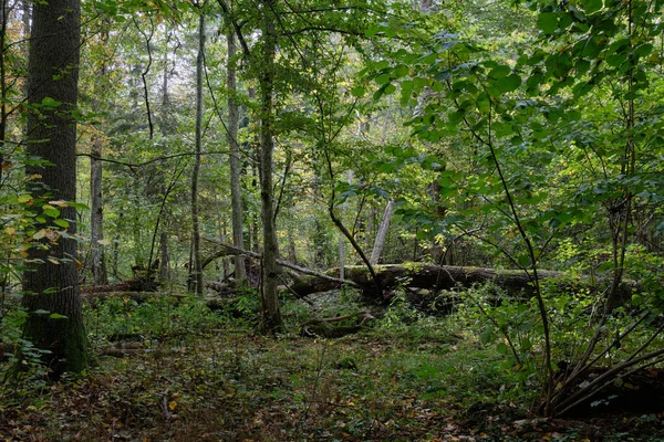 背景に古い壊れたオークの木 Bialowieza森林 ポーランド ヨーロッパと秋の落葉原生植物スタンド — ストック写真