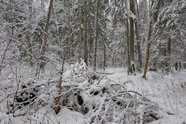 Paisagem Invernal Decíduo Nevado Queda Neve Floresta Bialowieza Polônia Europa — Fotografia de Stock