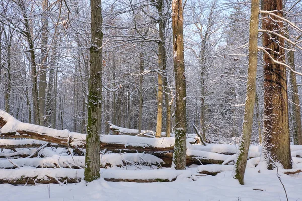 Zimowy Krajobraz Opadami Śniegu Puszcza Białowieska Polska Europa — Zdjęcie stockowe