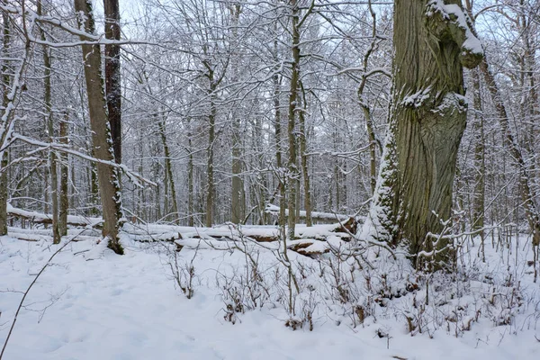 Paisagem Invernal Decíduo Nevado Queda Neve Floresta Bialowieza Polônia Europa — Fotografia de Stock