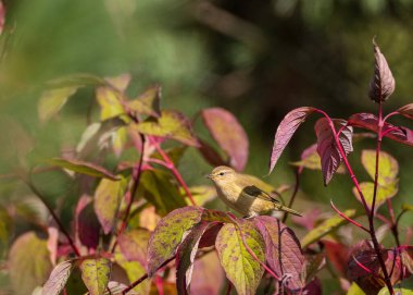 Sonbaharda havlayan kırmızı odun dalları arasında yaygın Chiffchaff (Phylloscopus collybita), Podlaskie Voyvodeship, Polonya, Avrupa