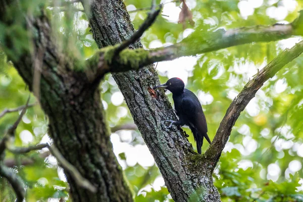 Zwarte Specht Dryocopus Martius Vrouwtje Eikenboom Bialowieza Forest Polen Europa — Stockfoto