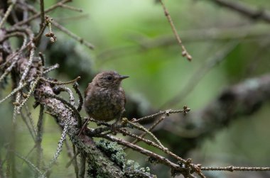 İlkbaharda, Bialowieza Ormanı, Polonya ve Avrupa 'da, Avrasya çalıkuşu (Troglodit trogloditleri) kapanır.