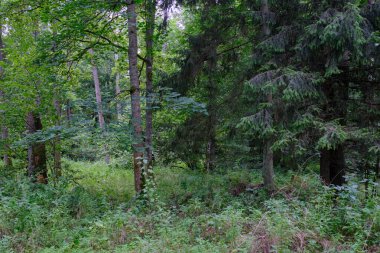 Yaz sonu zengin yaprak dökme standı, yaşlı ağaçlar ve yemyeşil yapraklar, Bialowieza Ormanı, Polonya, Avrupa