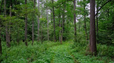 Yaz sonu zengin yaprak dökme standı, yaşlı ağaçlar ve yemyeşil yapraklar, Bialowieza Ormanı, Polonya, Avrupa