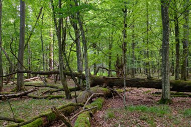 Yaz mevsimi yaprak döken orman, kırık ölü ağaç, Bialowieza Ormanı, Polonya, Avrupa
