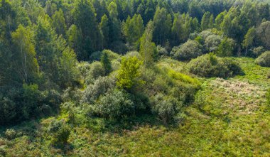 Kısmen terk edilmiş çayırlarda söğüt çalıları ve ağaçlar, Bialowieza Ormanı, Polonya, Avrupa