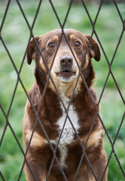 Söt Hund Bakom Staketet — Stockfoto