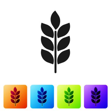 Siyah tahıl simgesi pirinç, buğday, Mısır, yulaf, çavdar, arpa ile beyaz arka plan üzerinde işareti ayarlayın. Kepekli ekmek sembollerin kulaklar. Tarım buğday sembolü. Simge renk kare düğmeleri ayarlayın. Vektör çizim