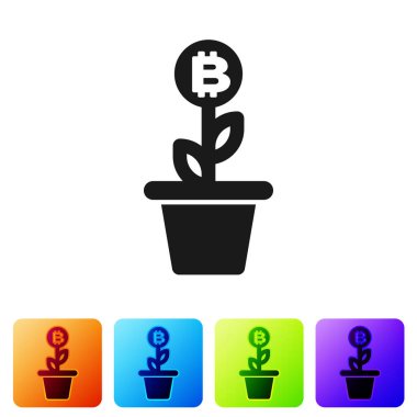 Beyaz arka planda pot simgesinde siyah Bitcoin tesisi. İş yatırımı büyüme kavramı. Blockchain teknolojisi, kripto para madenciliği. Renk kare düğmelerinde simgeyi ayarlayın. Vektör Illustration