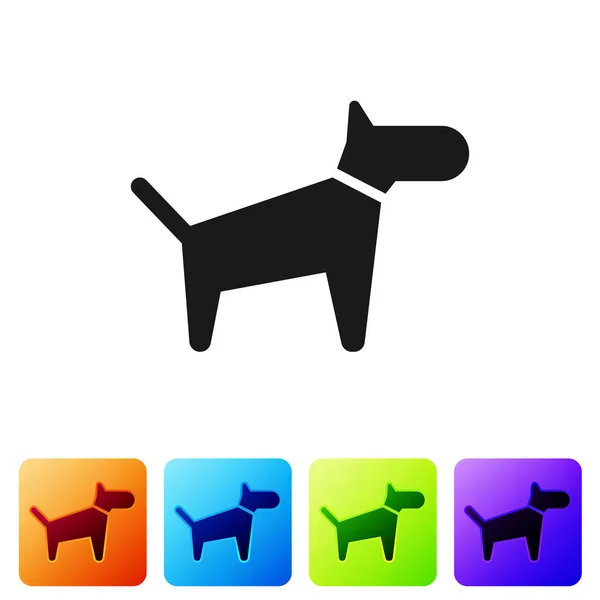 Icona Black Dog isolata su sfondo bianco. Imposta l'icona nei pulsanti quadrati a colori. Illustrazione vettoriale — Vettoriale Stock