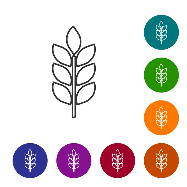 Grijze granen icon set met rijst, tarwe, maïs, haver, rogge, gerst lijn icoon geïsoleerd op witte achtergrond. Oren van tarwe brood symbolen. Landbouw tarwe symbool. Vector illustratie — Stockvector