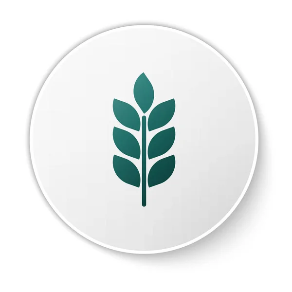 На белом фоне выделена иконка "Зеленые хлопья" с рисом, пшеницей, кукурузой, овса, рожь, ячмень. Символы пшеничного хлеба. Символ сельскохозяйственной пшеницы. Кнопка зеленого круга. Векторная миграция — стоковый вектор