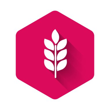 Pirinç, buğday, mısır, yulaf, çavdar ve uzun gölgeli arpa ikonu içeren beyaz mısır ikonu. Buğday ekmeği sembolleri. Tarım buğday sembolü. Pembe altıgen düğmesi. Vektör İllüstrasyonu