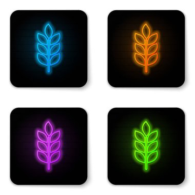 Pirinç, buğday, mısır, yulaf, çavdar, beyaz arka plan arpa simgesi ile ayarlanmış Parlayan neon Tahıllar simgesi. Buğday ekmeği sembolleri kulakları. Tarım buğday sembolü. Siyah kare düğme. Vektör İllüstrasyonu