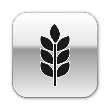 Siyah Tahıllar simgesi pirinç, buğday, mısır, yulaf, çavdar, arpa işareti beyaz arka plan üzerinde izole ile ayarlanır. Buğday ekmeği sembolleri kulakları. Tarım buğday sembolü. Gümüş kare düğme. Vektör İllüstrasyonu