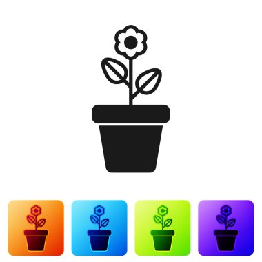 Siyah çiçek pot simgesi beyaz arka planda izole. Bitki bir tencerede büyüyor. Potted bitki işareti. Renk kare düğmelerinde simgeyi ayarlayın. Vektör Illustration