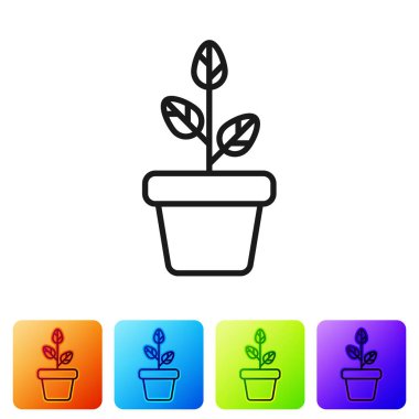 Siyah çiçekler pot simgesi beyaz arka planda izole. Bitki bir tencerede büyüyor. Potted bitki işareti. Renk kare düğmelerinde simgeyi ayarlayın. Vektör Illustration