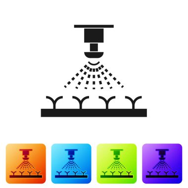 Siyah otomatik sulama Sprinkler simgesi beyaz arka planda izole. Sulama Ekipmanları. Bahçe elemanı. Püskürtme tabancası simgesi. Renk kare düğmelerinde simgeyi ayarlayın. Vektör Illustration