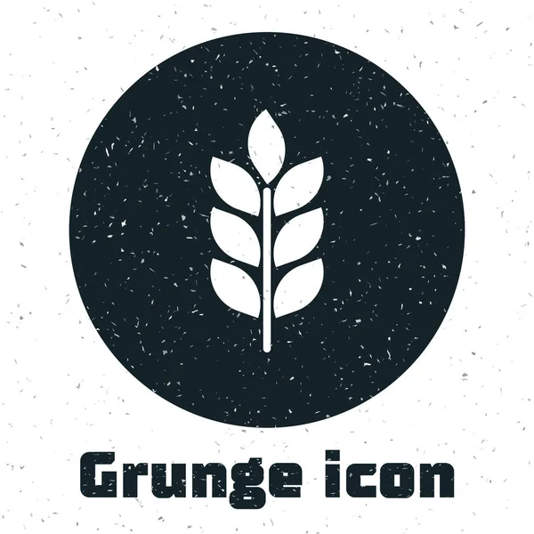 Grunge gabona készlet-val rizs, búza, kukorica, zab, rozs, árpa ikon elszigetelt-ra fehér háttér. Fülek a búza kenyér szimbólumok. Mezőgazdasági búza. Vektoros illusztráció — Stock Vector