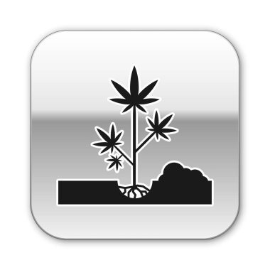 Siyah Dikim esrar veya esrar bitki zemin simgesi beyaz arka plan üzerinde izole. Marihuana yetiştirme konsepti. Kenevir sembolü. Gümüş kare düğme. Vektör İllüstrasyonu