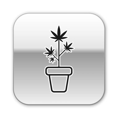 Siyah tıbbi marihuana ya da esrar bitkisi. Beyaz arka planda izole edilmiş bir esrar ikonu. Esrar yetiştirme konsepti. Kenevir saksısı. Gümüş kare düğme. Vektör İllüstrasyonu