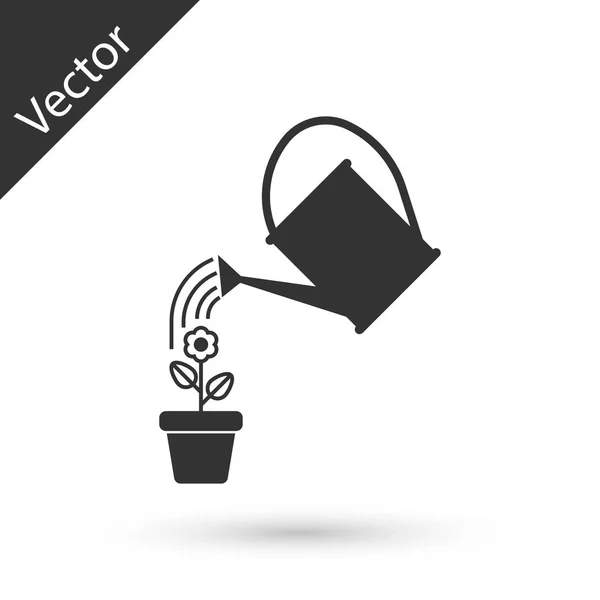 A rega cinza pode pulverizar gotas de água acima da flor no ícone do pote isolado no fundo branco. Símbolo de irrigação. Ilustração vetorial — Vetor de Stock