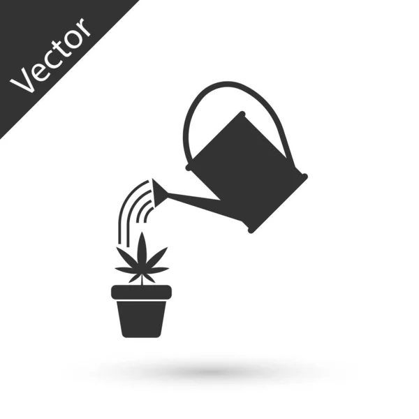 Grey Watering puede rociar gotas de agua por encima de la marihuana o planta de cannabis en ícono de marihuana aislado sobre fondo blanco. Concepto de cultivo de marihuana. Ilustración vectorial — Vector de stock