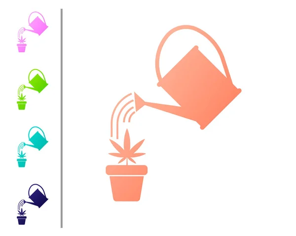 Coral Sulama beyaz arka plan üzerinde izole pot simgesi marihuana veya kenevir bitki üzerinde su damlaları püskürtebilir. Marihuana yetiştirme konsepti. Renk simgelerini ayarlayın. Vektör İllüstrasyonu — Stok Vektör