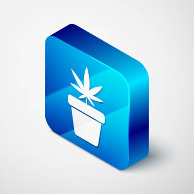 Beyaz arka planda izole edilmiş ot ikonundaki Isome Tıbbi marihuana veya esrar bitkisi. Esrar yetiştirme konsepti. Kenevir saksısı. Mavi kare düğme. Vektör İllüstrasyonu
