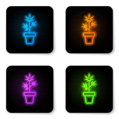 Beyaz arka planda izole edilmiş esrar ikonunda parıldayan neon tıbbi marihuana ya da esrar bitkisi. Esrar yetiştirme konsepti. Kenevir saksısı. Siyah kare düğme. Vektör İllüstrasyonu
