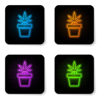 Beyaz arka planda izole edilmiş esrar ikonunda parıldayan neon tıbbi marihuana ya da esrar bitkisi. Esrar yetiştirme konsepti. Kenevir saksısı. Siyah kare düğme. Vektör İllüstrasyonu