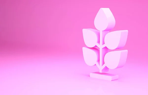 Піктограма Рожева рослина ізольована на рожевому фоні. Насіння і розсада. Знак листя. Природа листя. Концепція мінімалізму. 3D ілюстрація 3D рендеринга — стокове фото