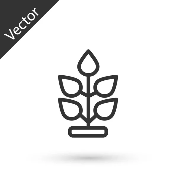 Línea gris Icono de planta aislado sobre fondo blanco. Semillas y plántulas. Firma de hojas. La naturaleza de la hoja. Vector — Vector de stock