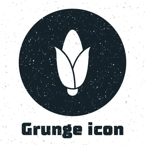 Grunge Corn 아이콘은 배경에서 분리되었습니다 모노크롬 빈티지그리기 Vector — 스톡 벡터
