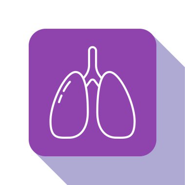 Beyaz çizgi Ciğerleri simgesi beyaz arkaplanda izole edildi. Mor kare düğme. Vektör..