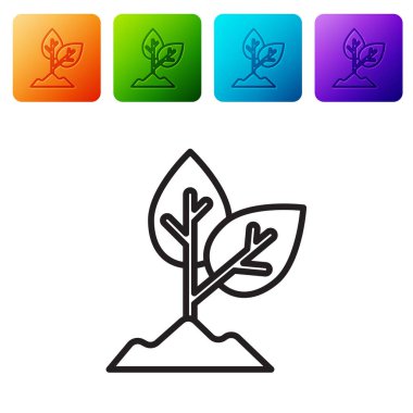 Siyah çizgi bitki simgesi beyaz arkaplanda izole edildi. Tohum ve tohum. İşaret bırakıyor. Yaprak doğası. Renkli kare düğmelerle simgeleri ayarla. Vektör.